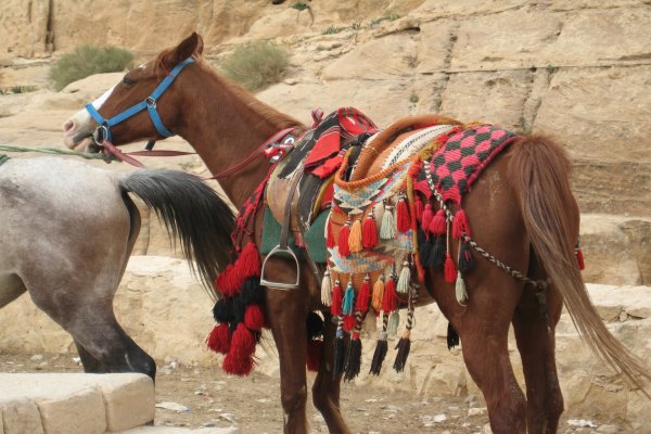 Horse Riding 